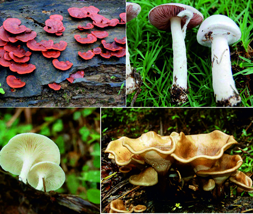 Moshrooms at Yenepoya University